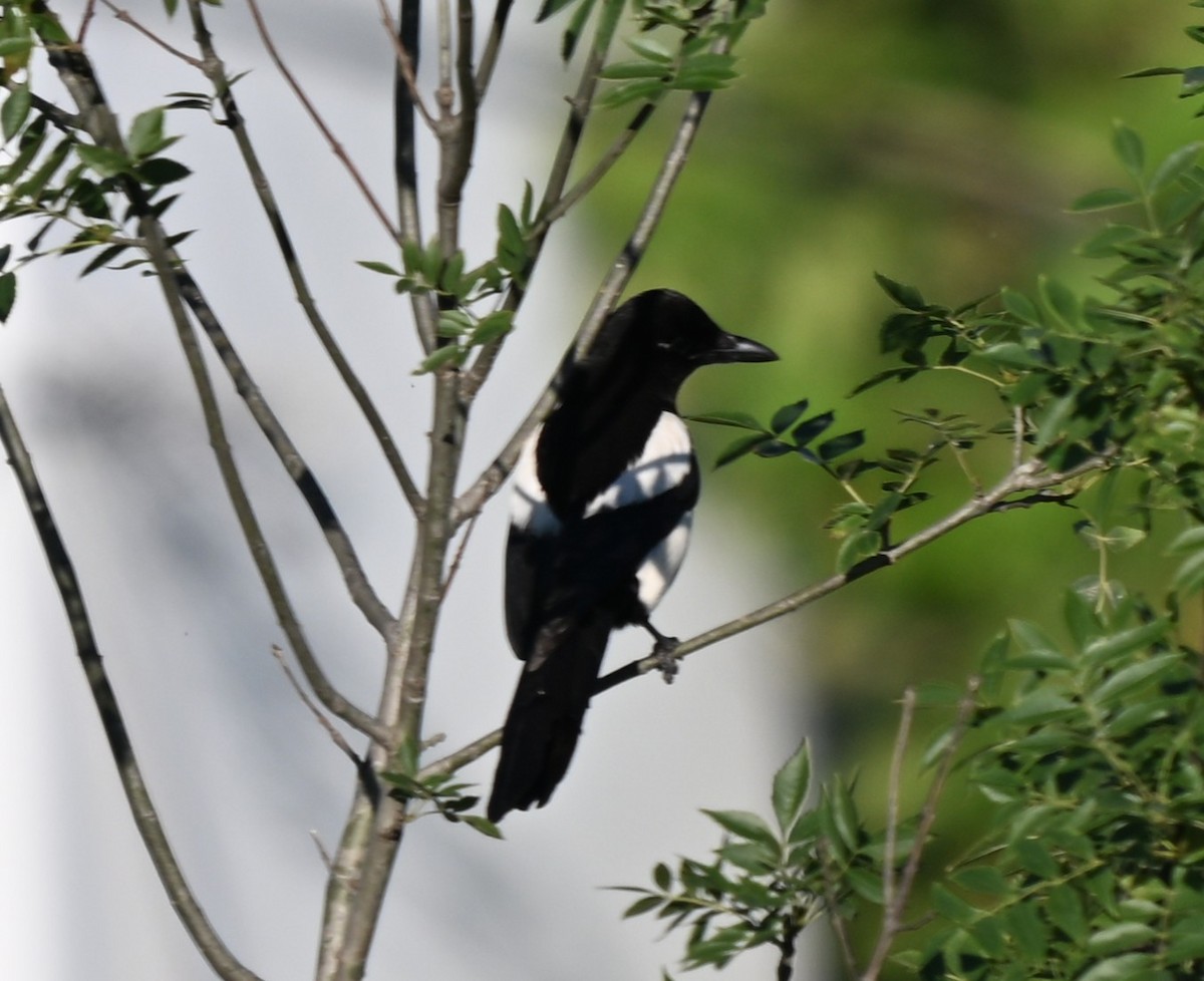 Mika arrunta - ML644628606