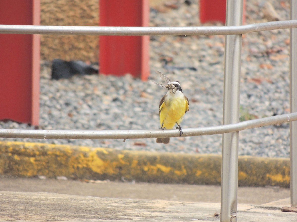 Great Kiskadee - ML644628612