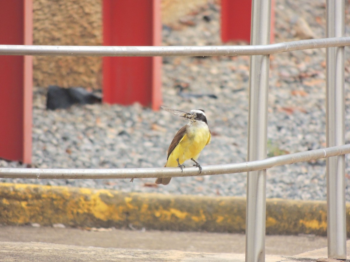 Great Kiskadee - ML644628613
