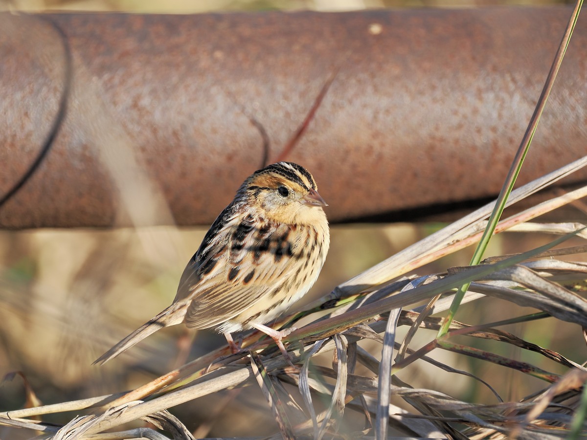LeConte's Sparrow - ML644628615