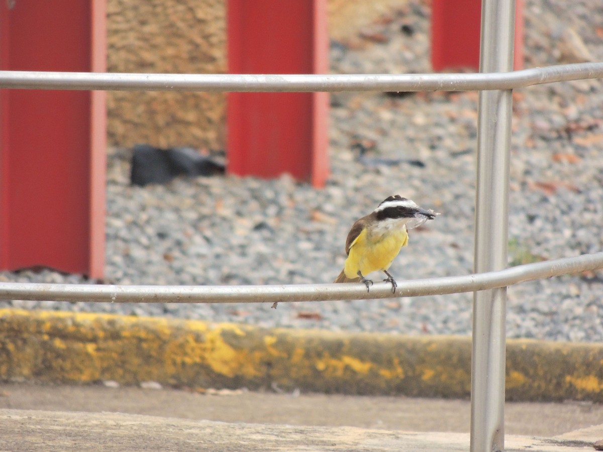 Great Kiskadee - ML644628617