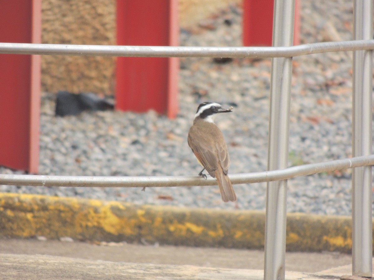 Great Kiskadee - ML644628620