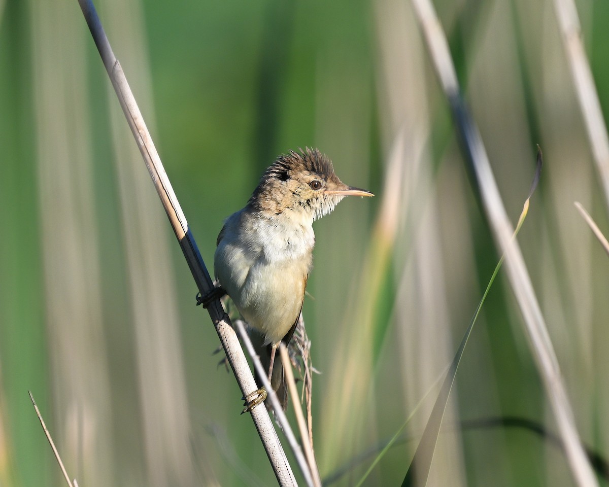 Lezkari karratxina - ML644628622