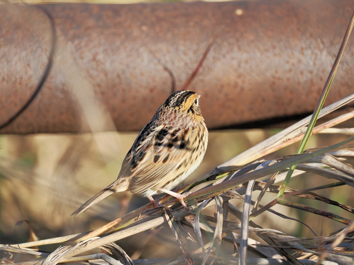 LeConte's Sparrow - ML644628624