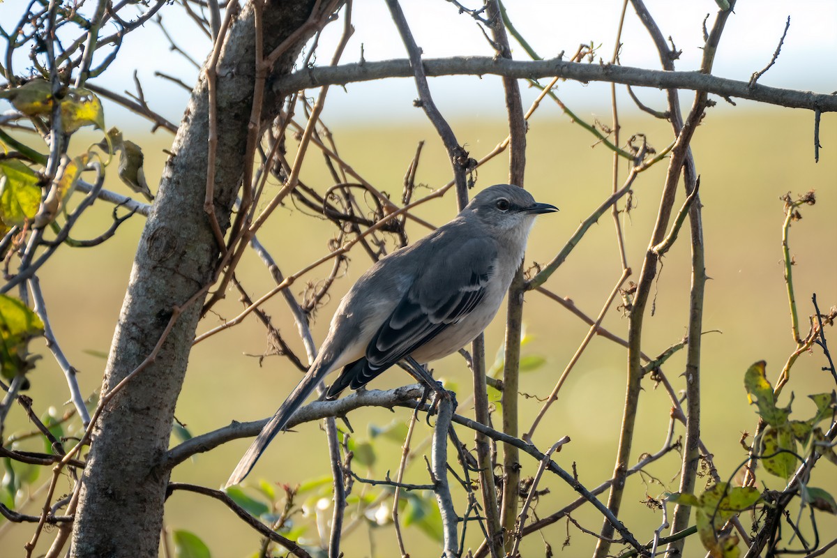 Northern Mockingbird - ML644628625