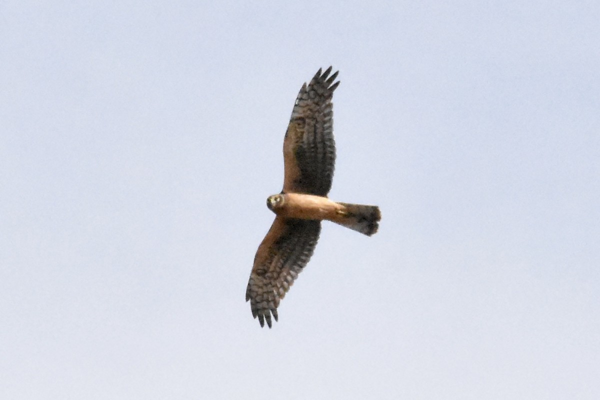 Northern Harrier - ML644628626