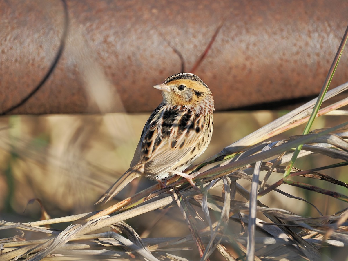 LeConte's Sparrow - ML644628628
