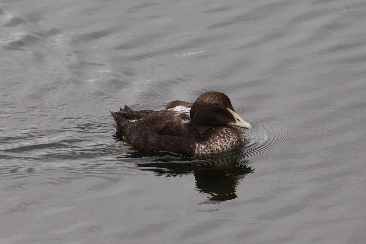 אדרית שחורת-כיפה - ML644628629