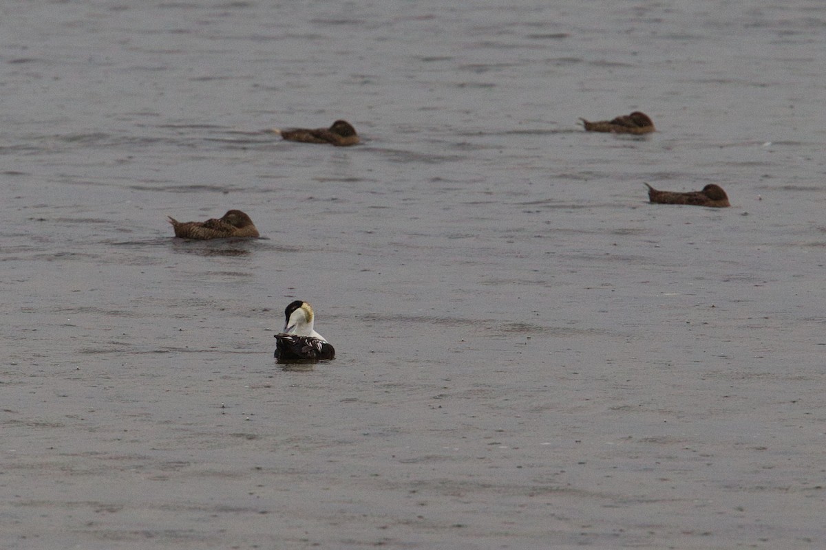אדרית שחורת-כיפה - ML644628631