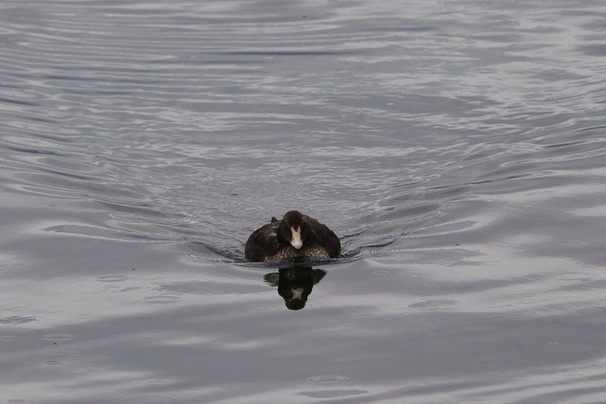 אדרית שחורת-כיפה - ML644628632