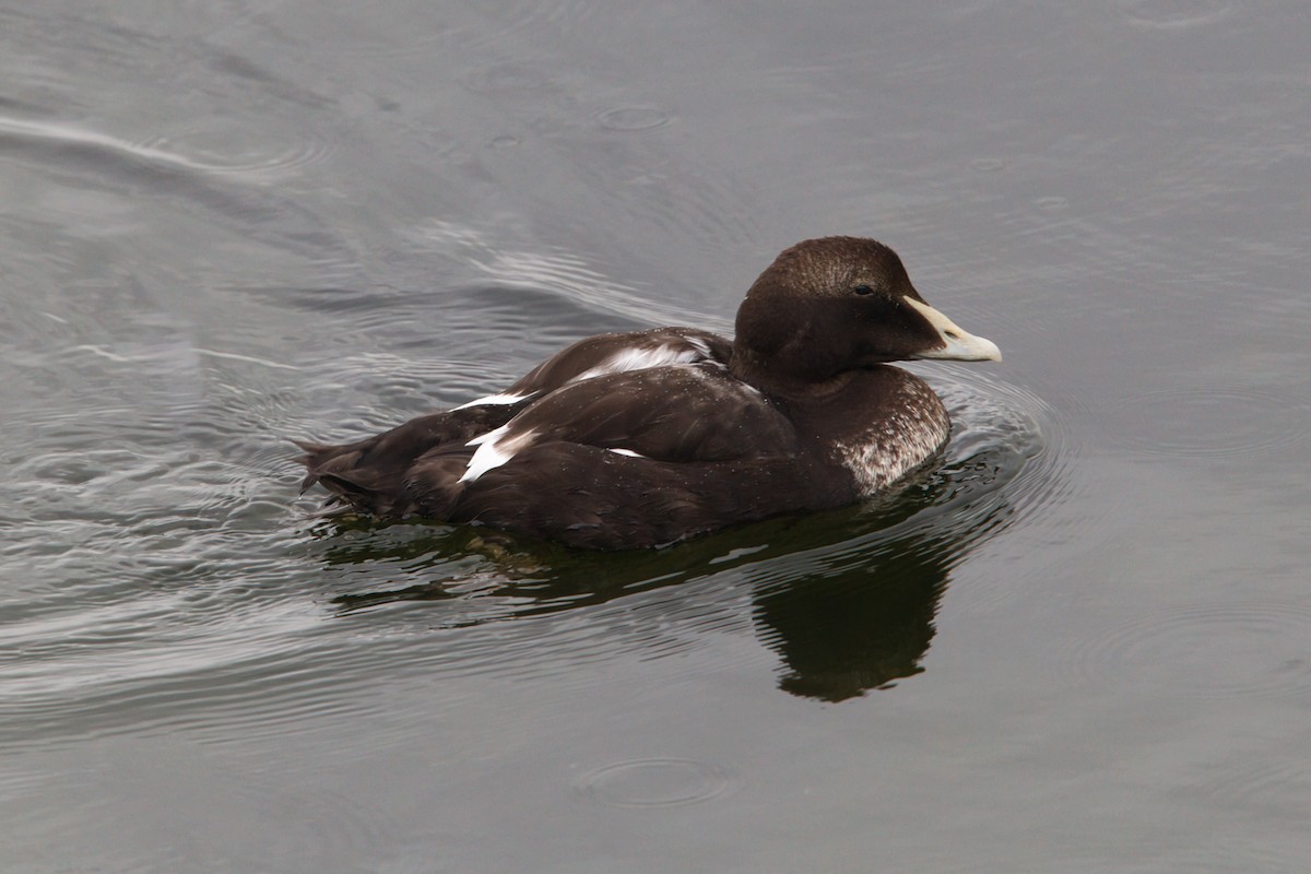 אדרית שחורת-כיפה - ML644628633