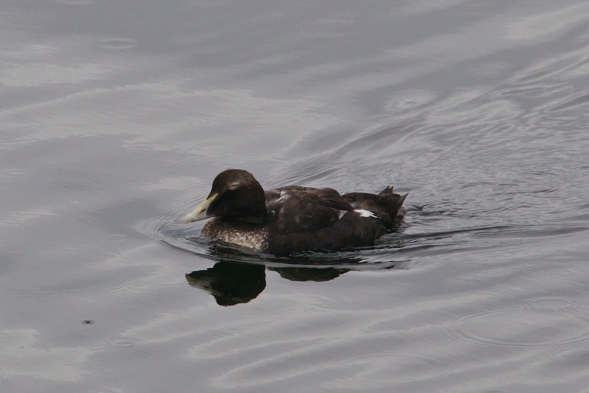 אדרית שחורת-כיפה - ML644628634