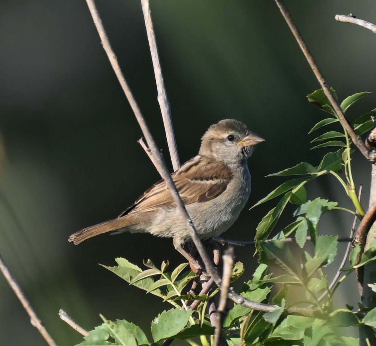Gorrión Común - ML644628636