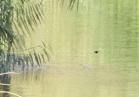 Martin pescatore - ML644628637