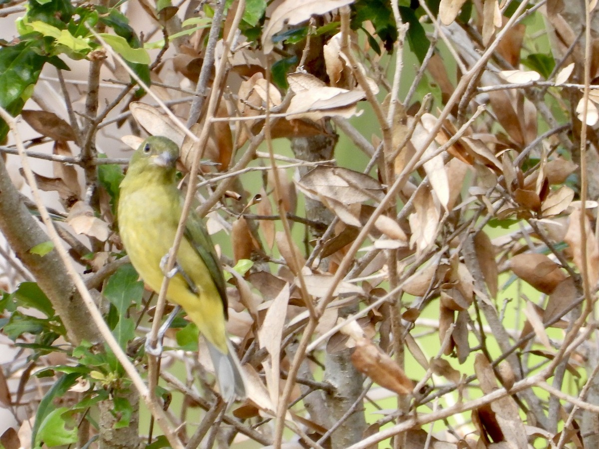 Скригнатка райдужна - ML644628638