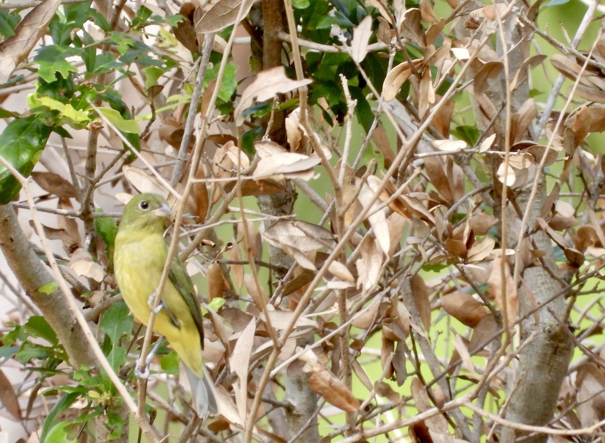 Скригнатка райдужна - ML644628639