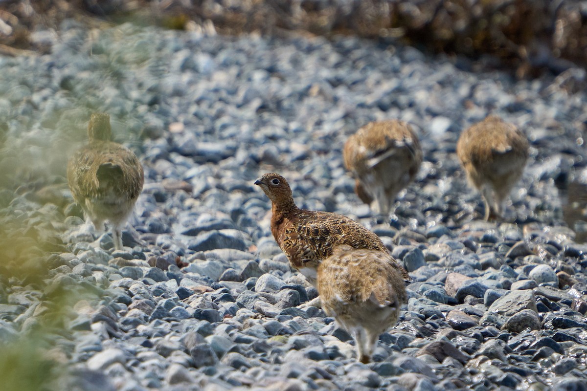 Moorschneehuhn - ML644628643