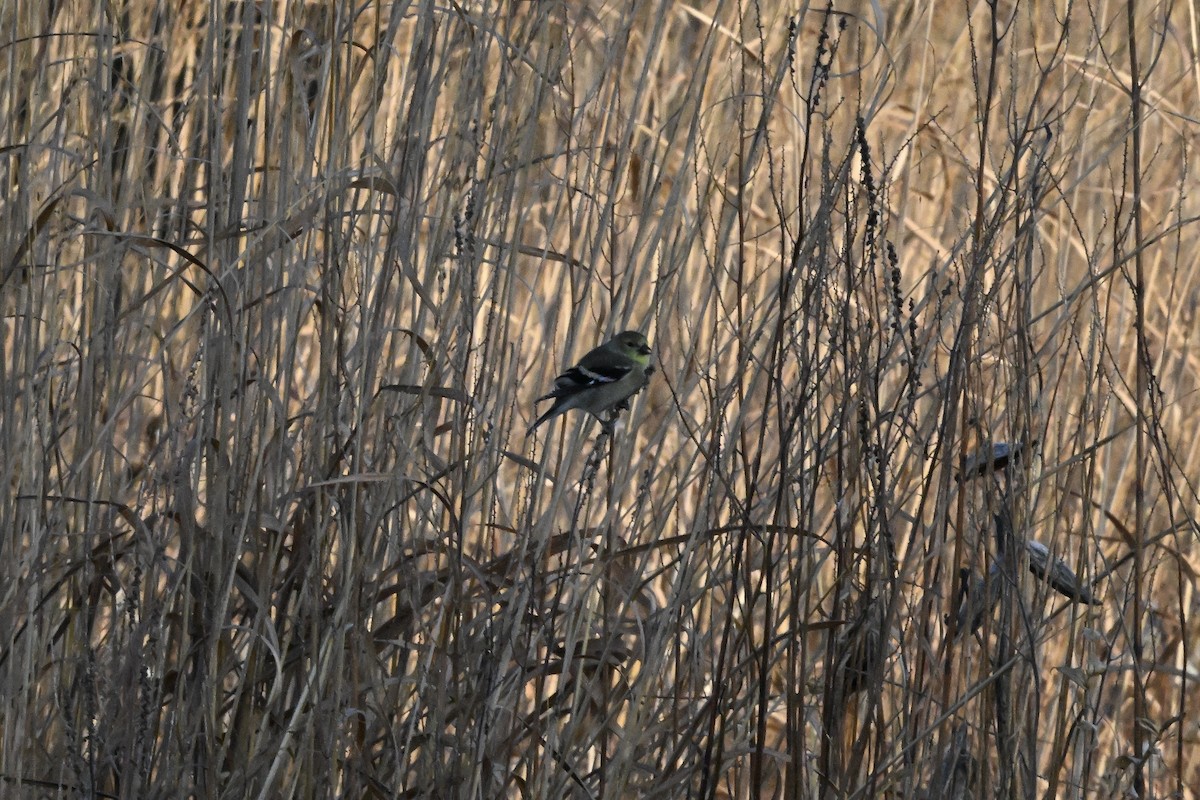 čížek žlutý - ML644628644