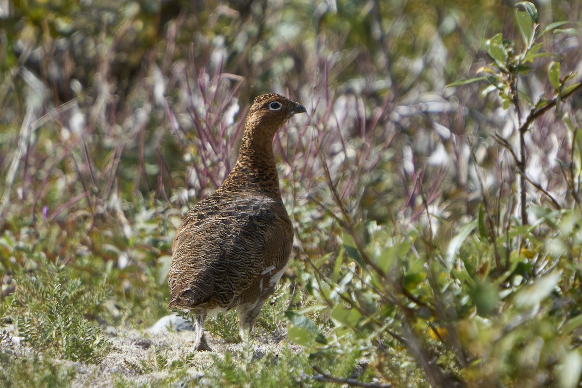 Moorschneehuhn - ML644628651