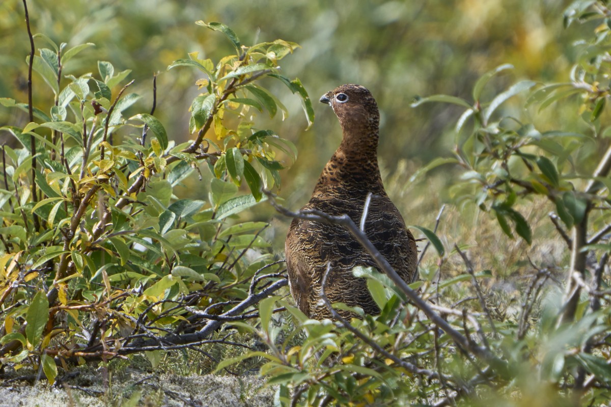 Moorschneehuhn - ML644628653
