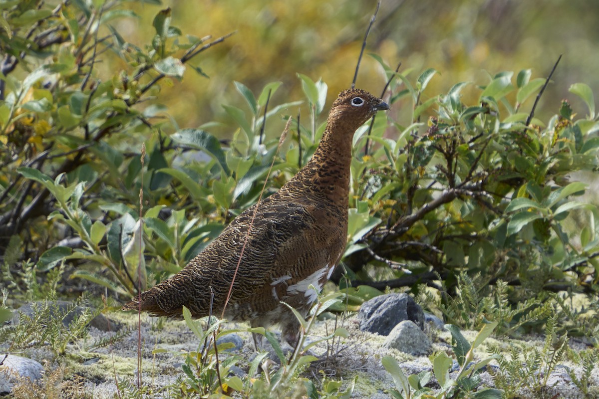Moorschneehuhn - ML644628654