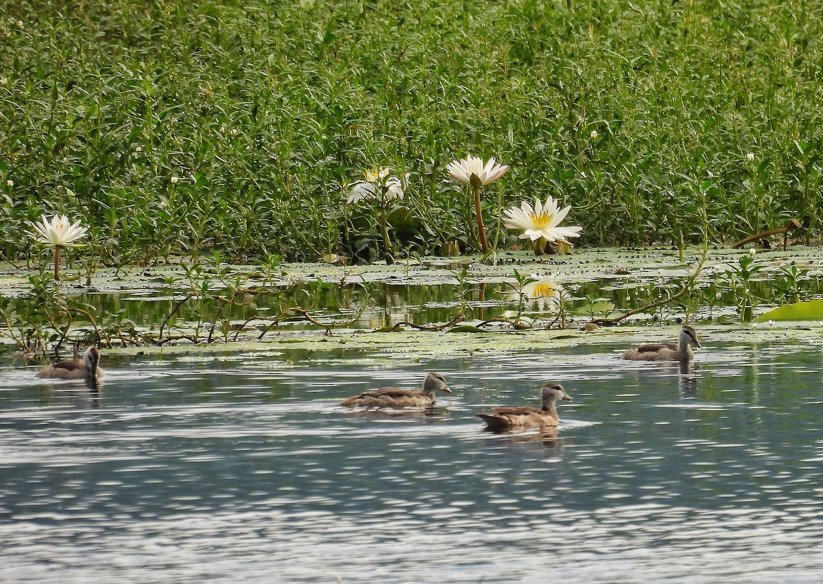 Cotton Pygmy-Goose - ML644628655