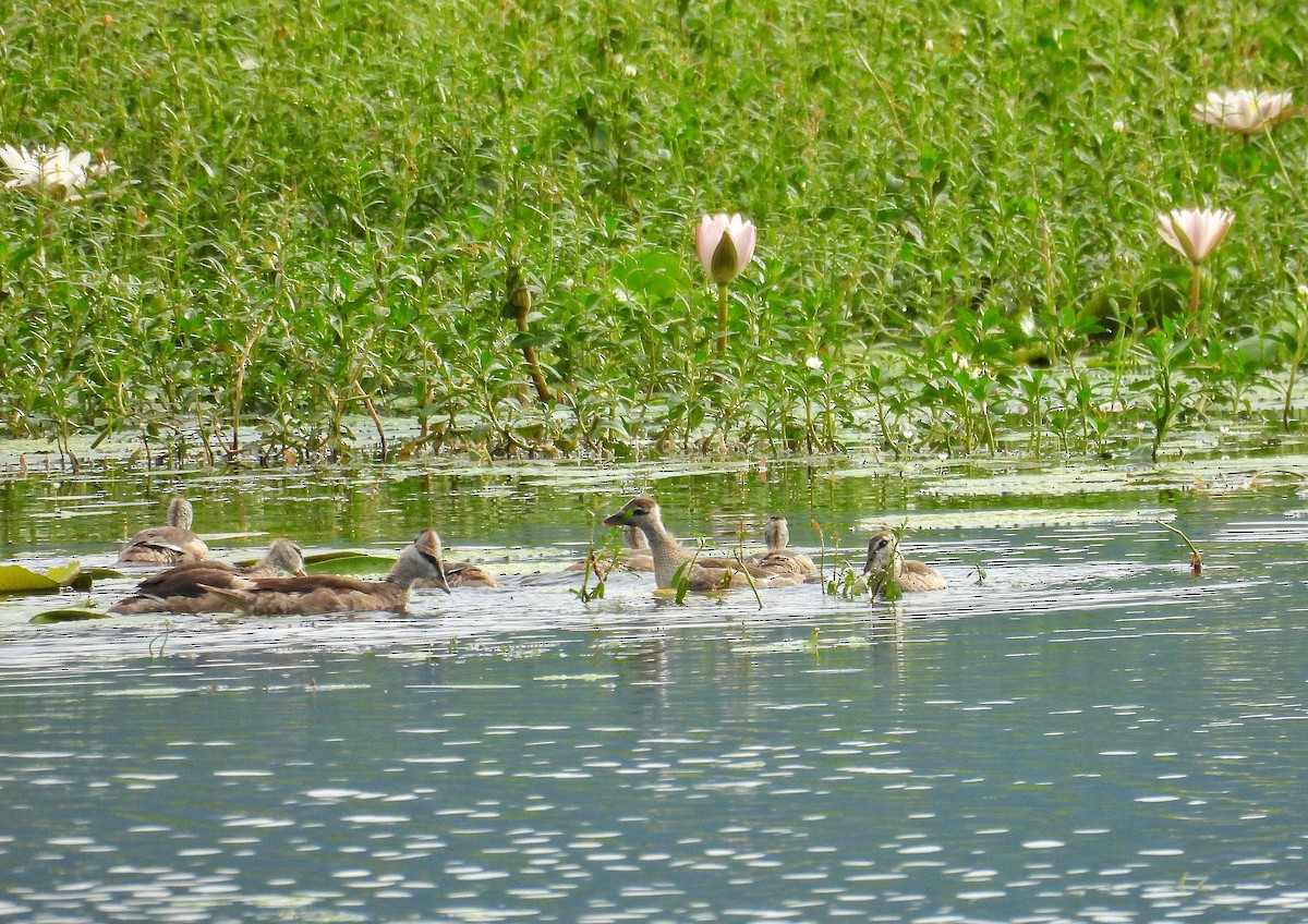 Cotton Pygmy-Goose - ML644628656