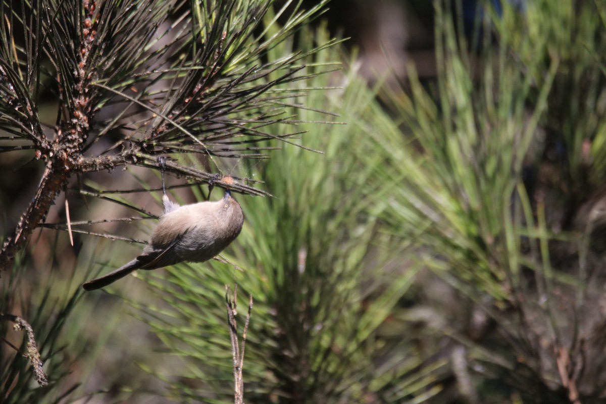 krattmeis (minimus gr.) - ML644628665