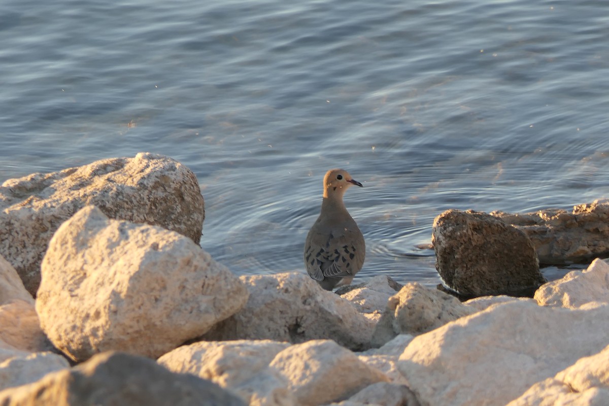 Mourning Dove - ML644628666