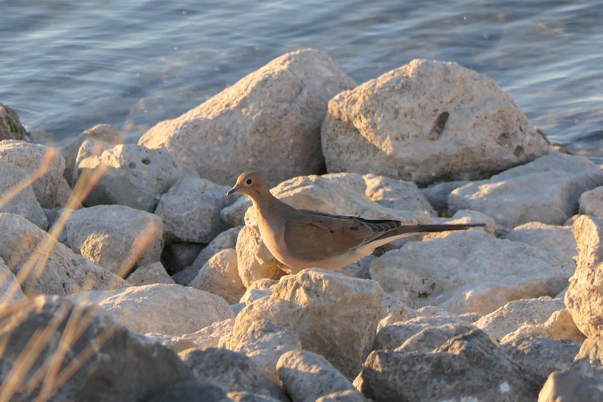 Mourning Dove - ML644628667