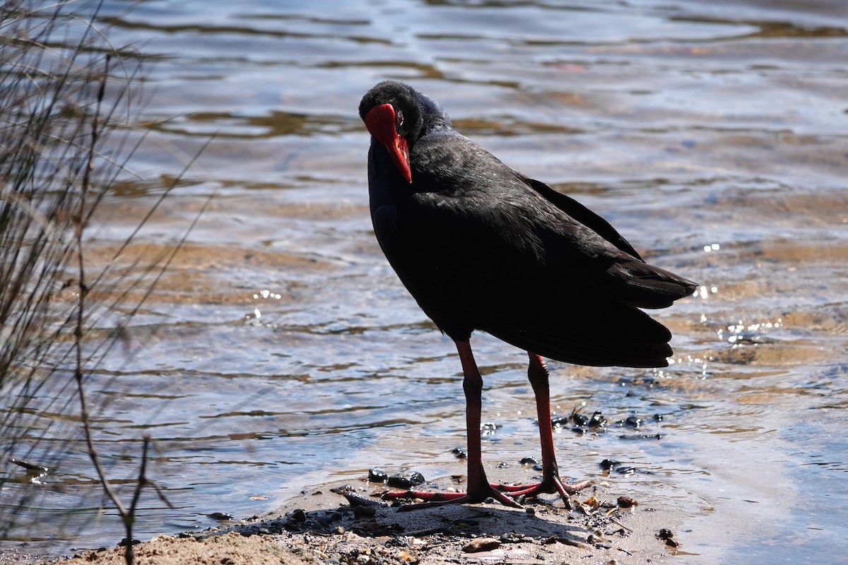 Australasian Swamphen - ML644628671