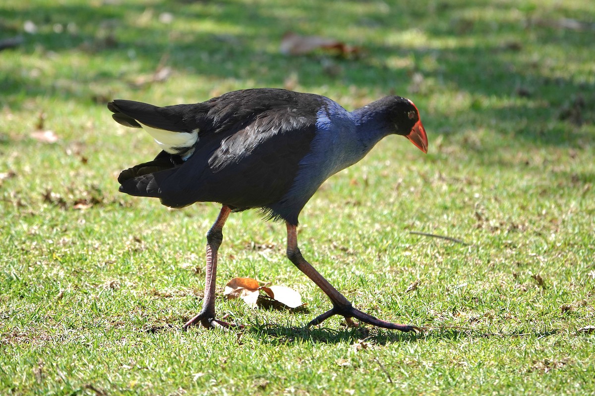 Australasian Swamphen - ML644628672