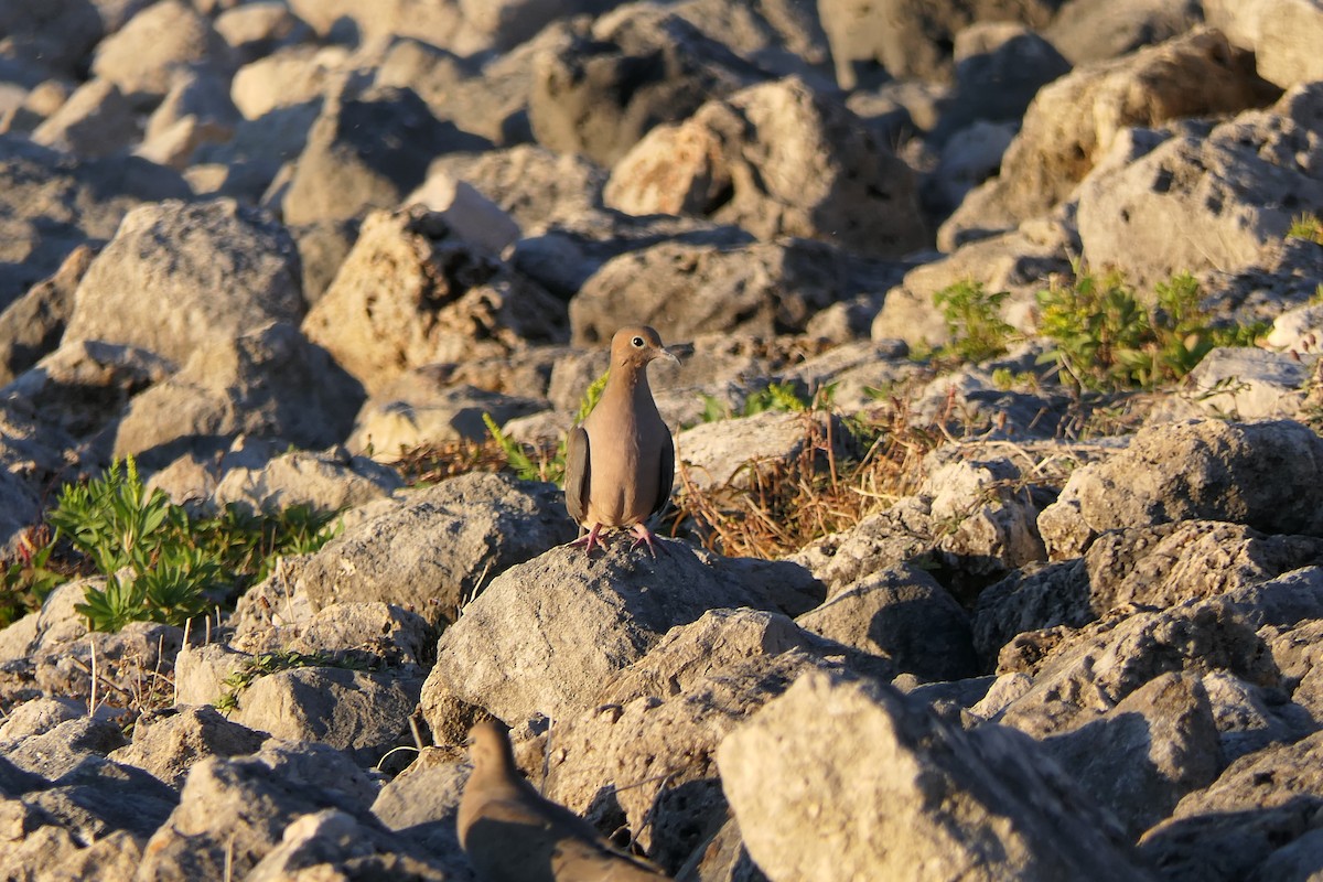 Mourning Dove - ML644628674