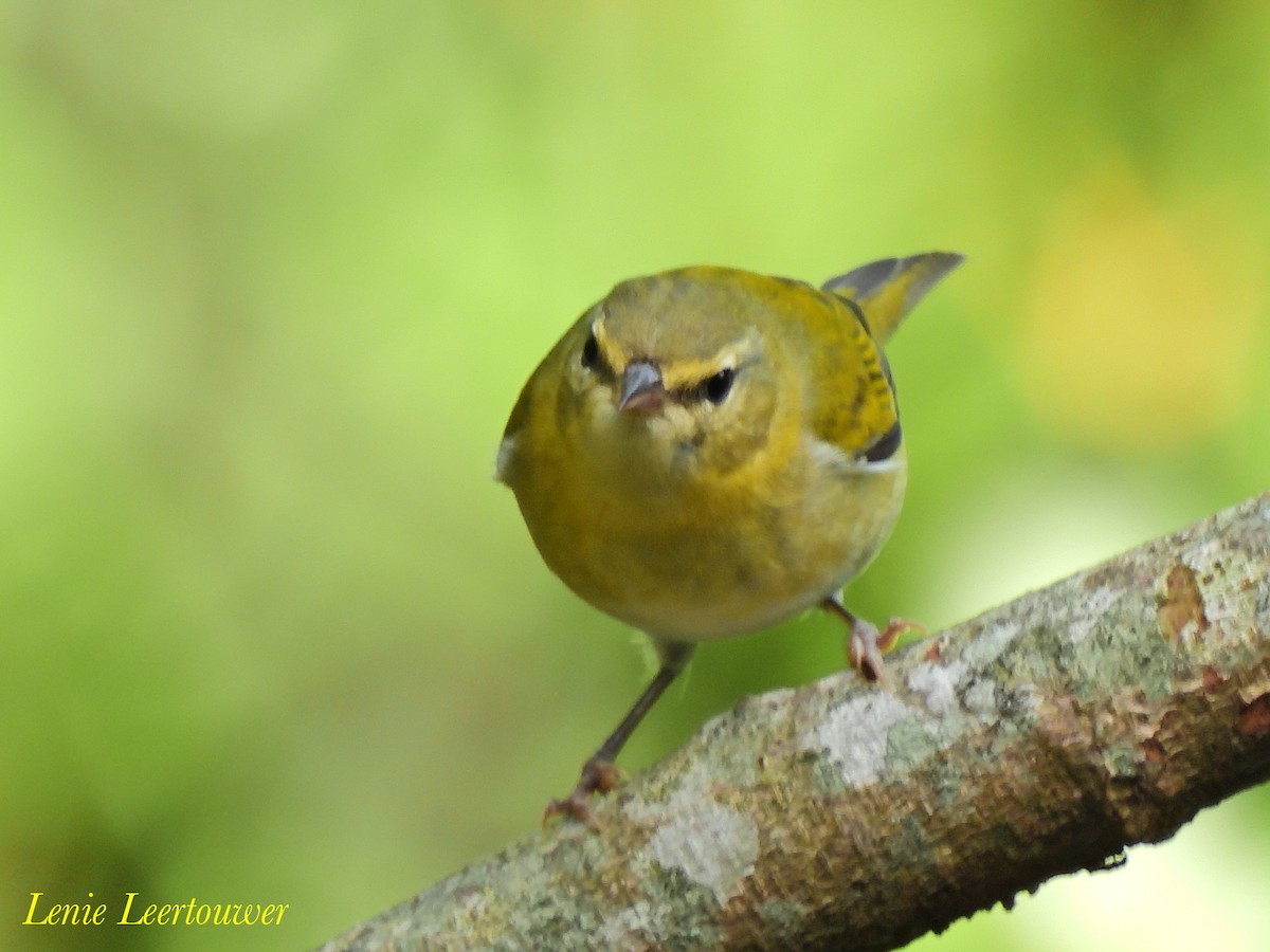 マミジロアメリカムシクイ - ML644628676