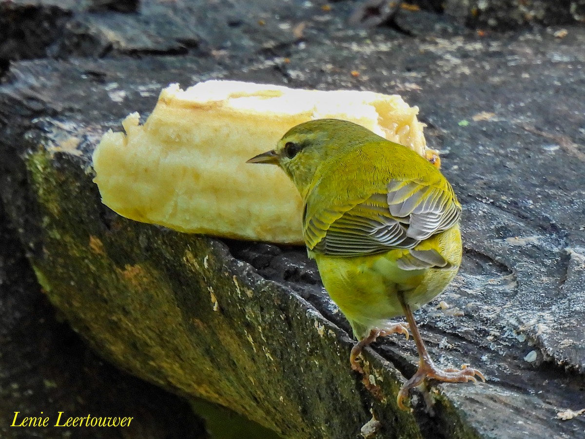 マミジロアメリカムシクイ - ML644628677