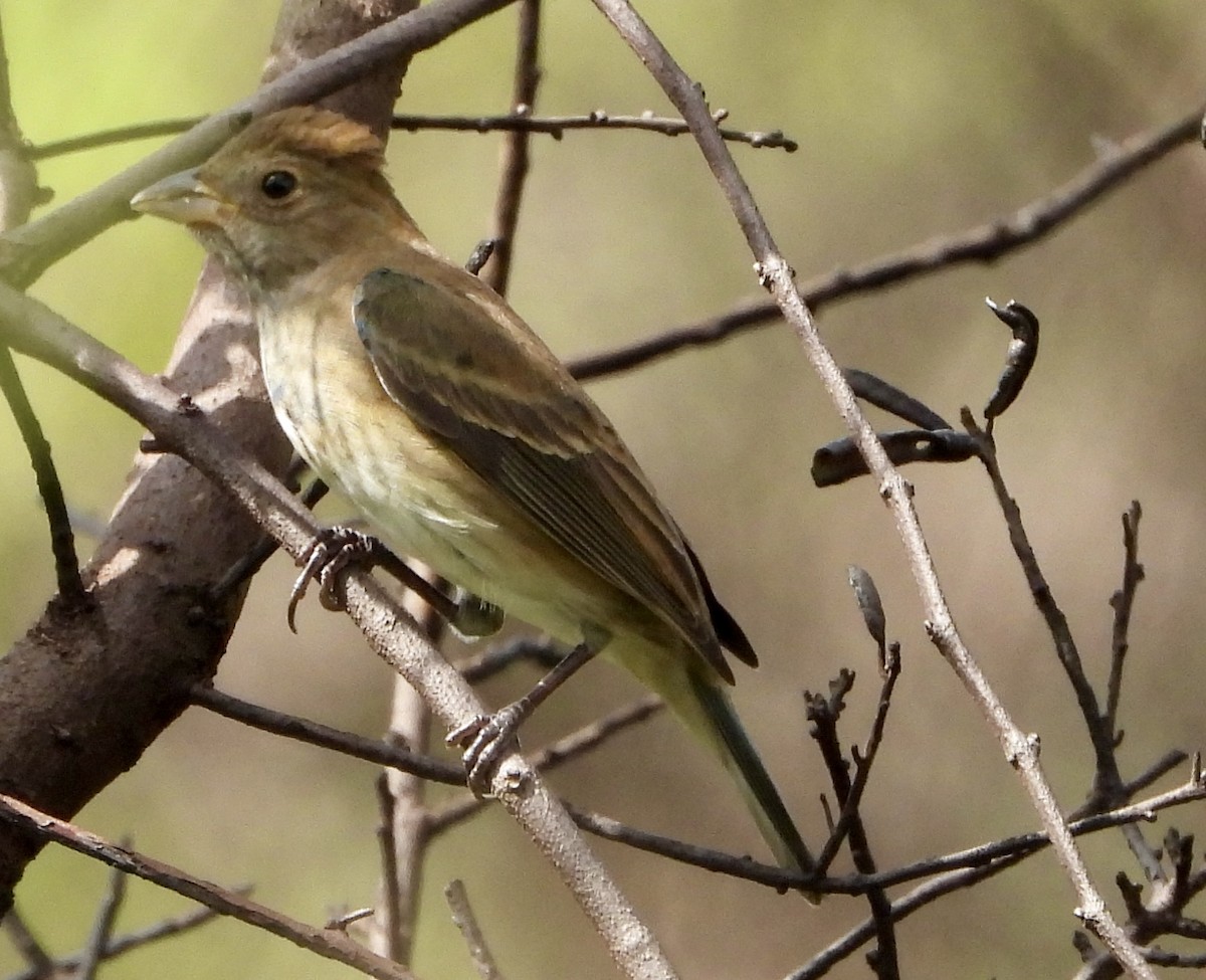 Скригнатка індигова - ML644628678