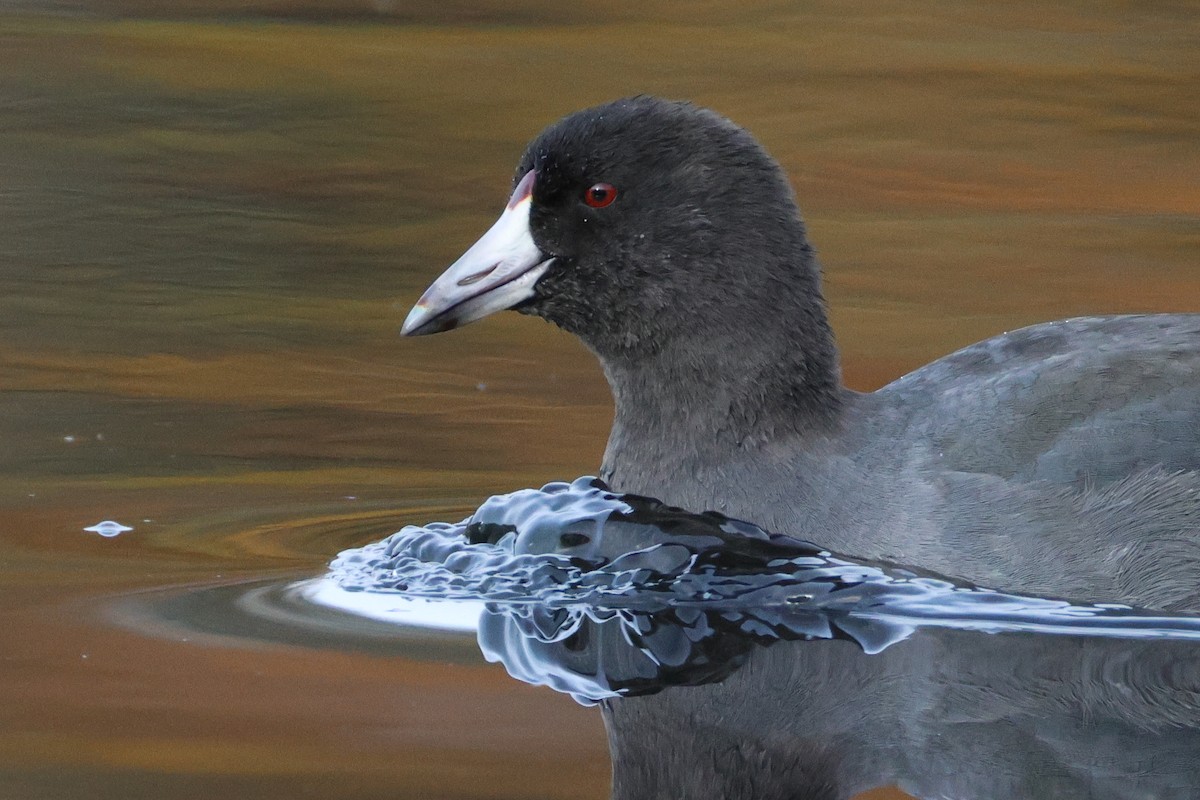 American Coot - ML644628687
