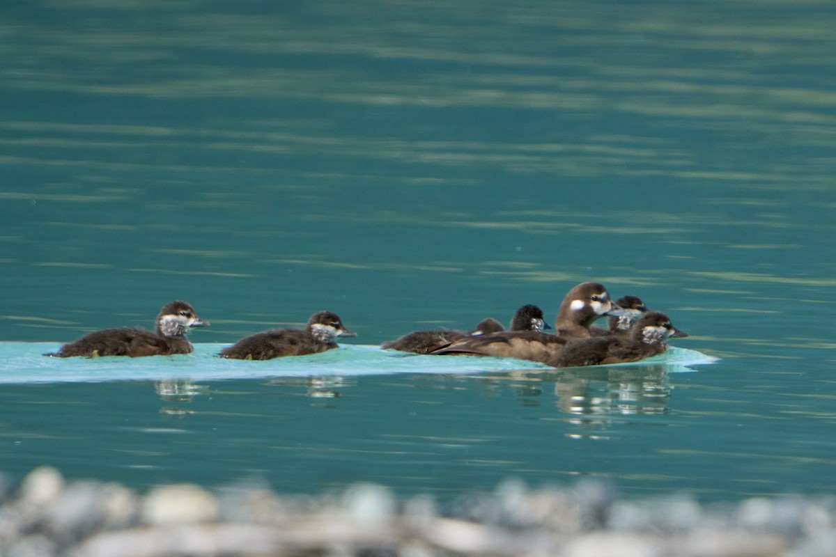 Harlequin Duck - ML644628688