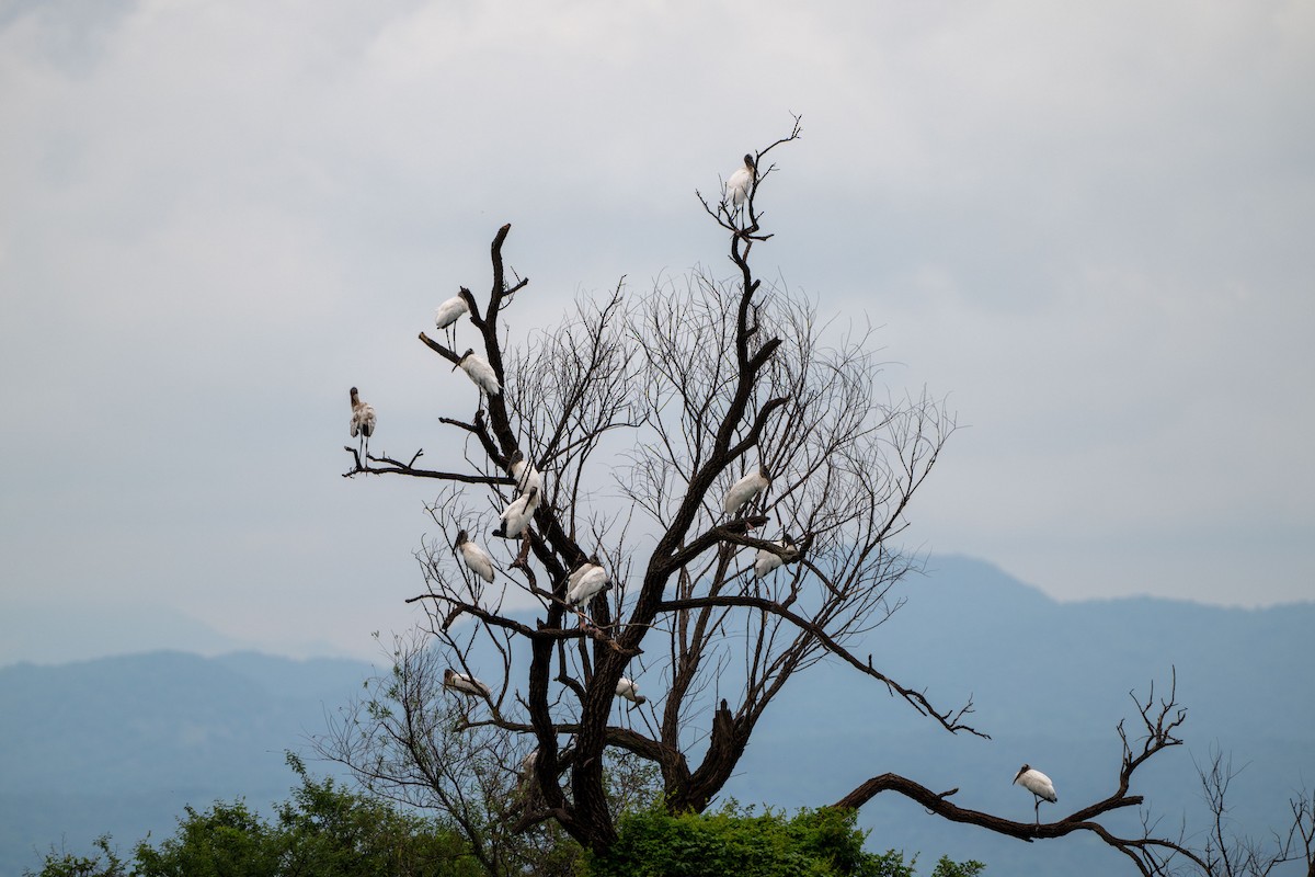 Wood Stork - ML644628689