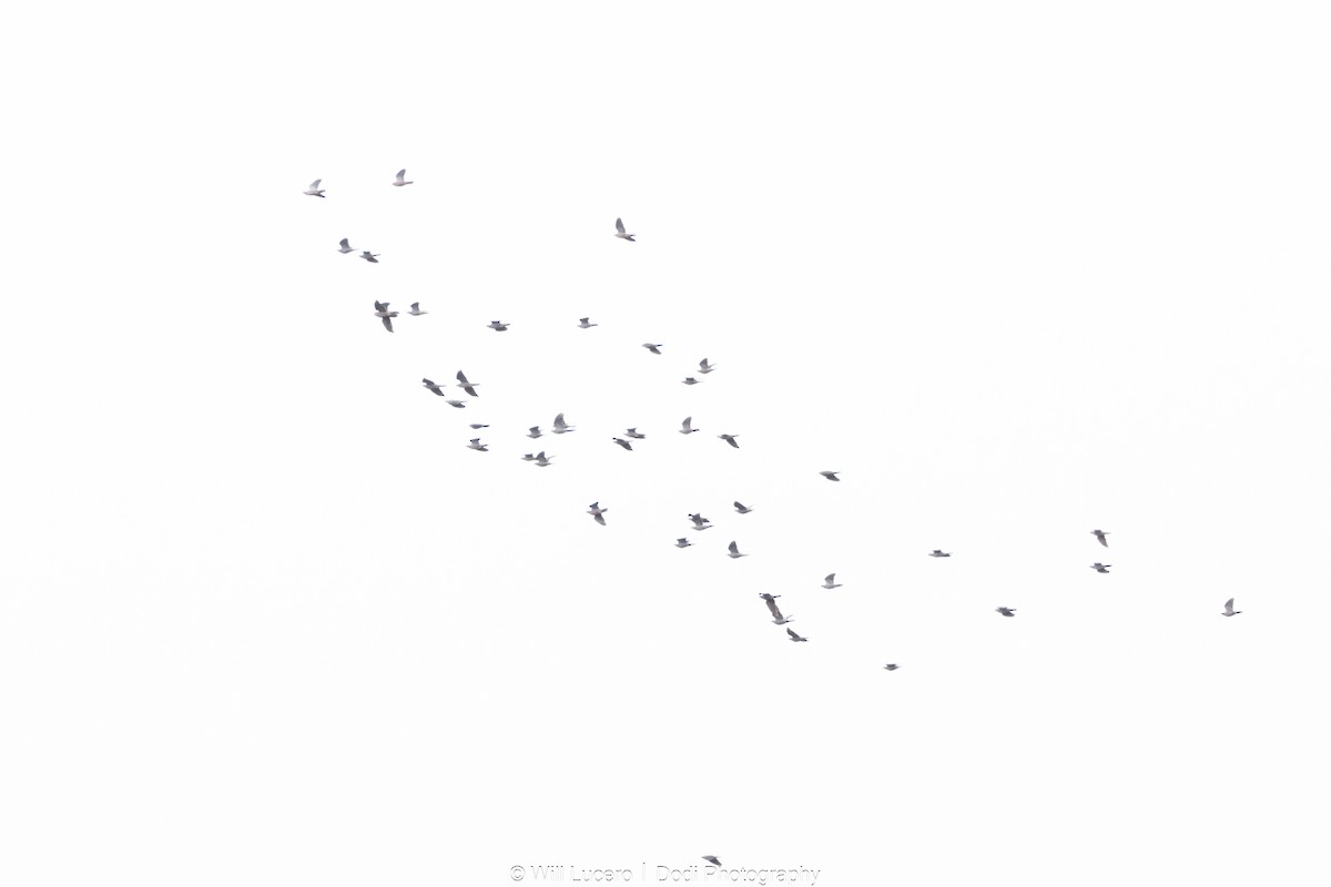 Band-tailed Pigeon - ML644628695