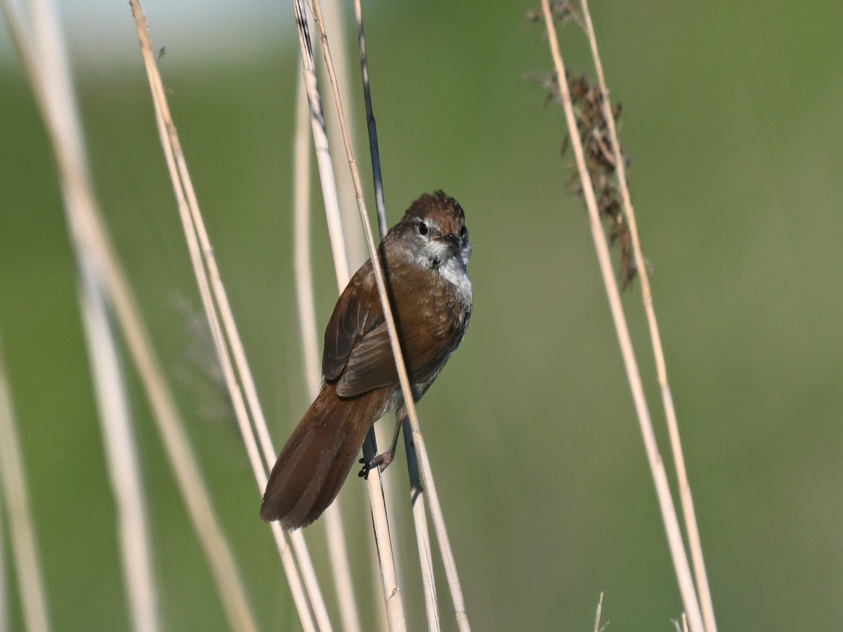 Cetti's Warbler - ML644628701