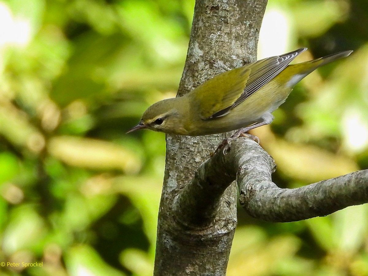 マミジロアメリカムシクイ - ML644628702