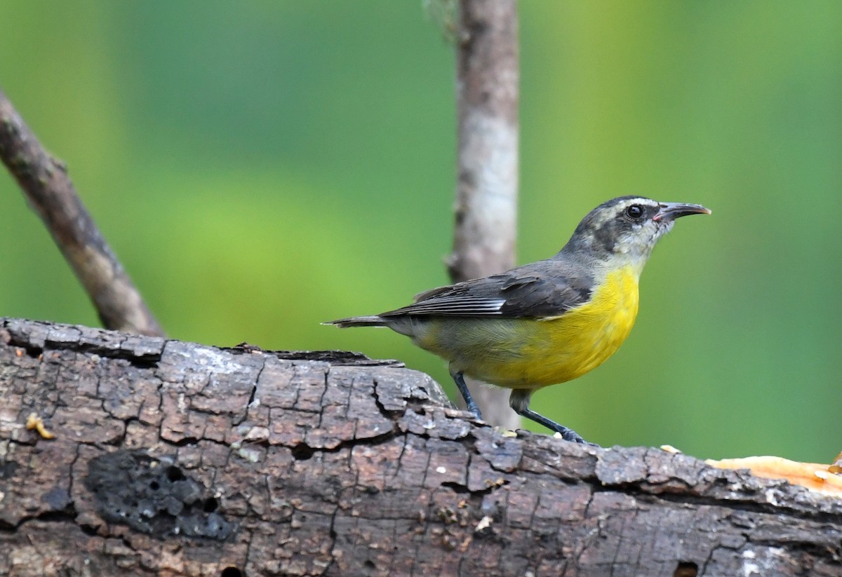 Sucrier à ventre jaune - ML644628703