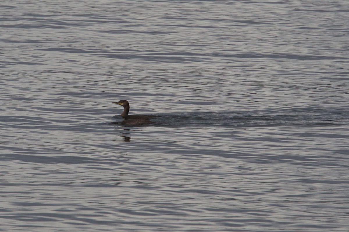 カワウ - ML644628707