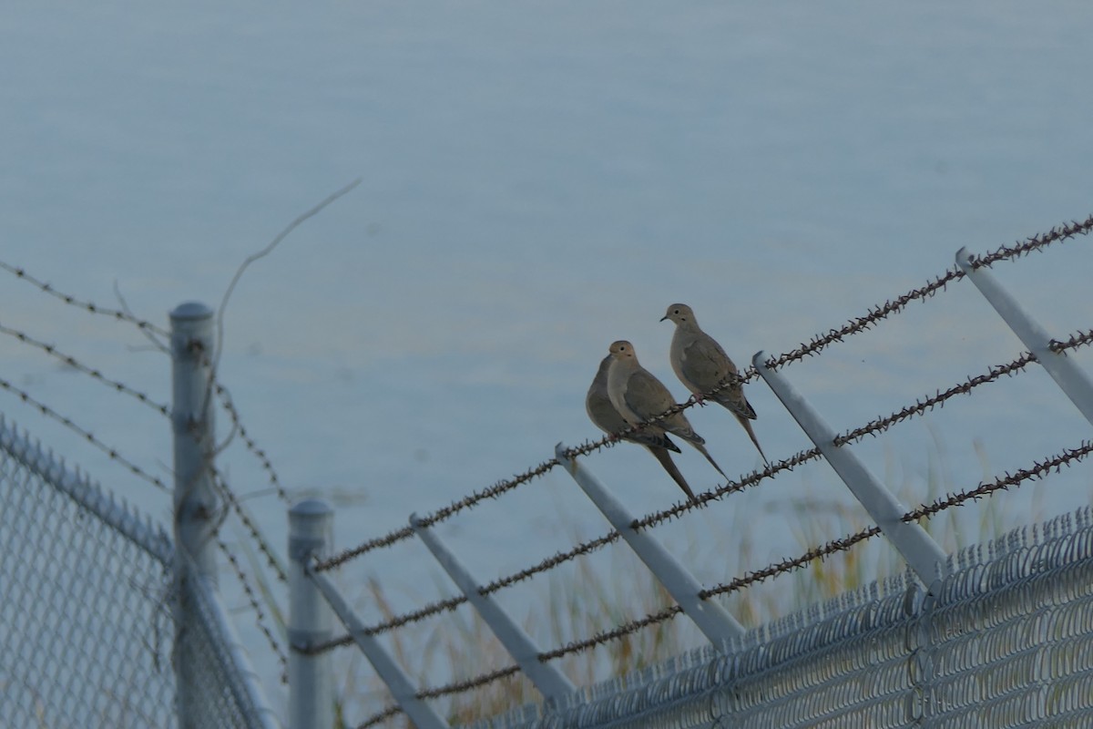 Mourning Dove - ML644628709