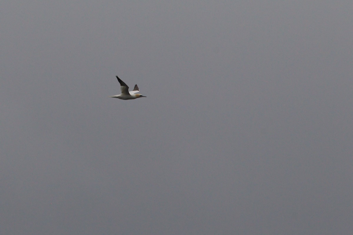 シロカツオドリ - ML644628710