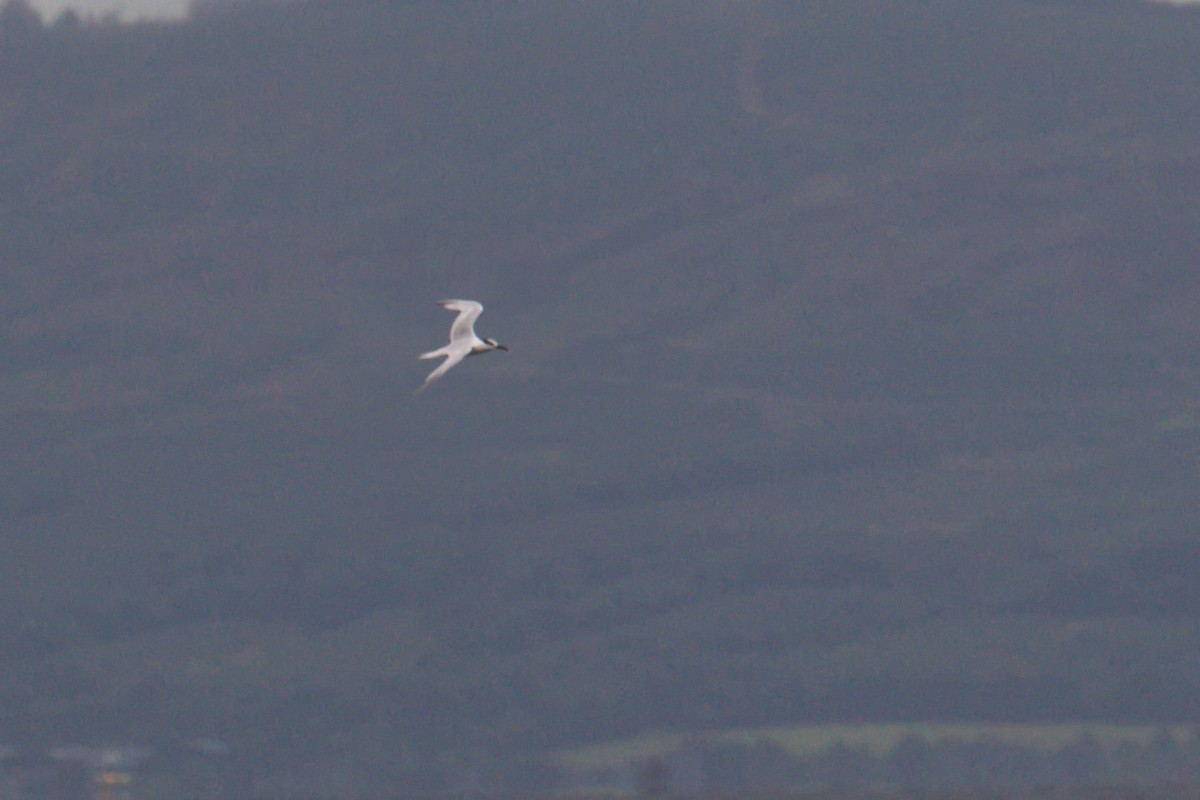 サンドイッチアジサシ - ML644628712