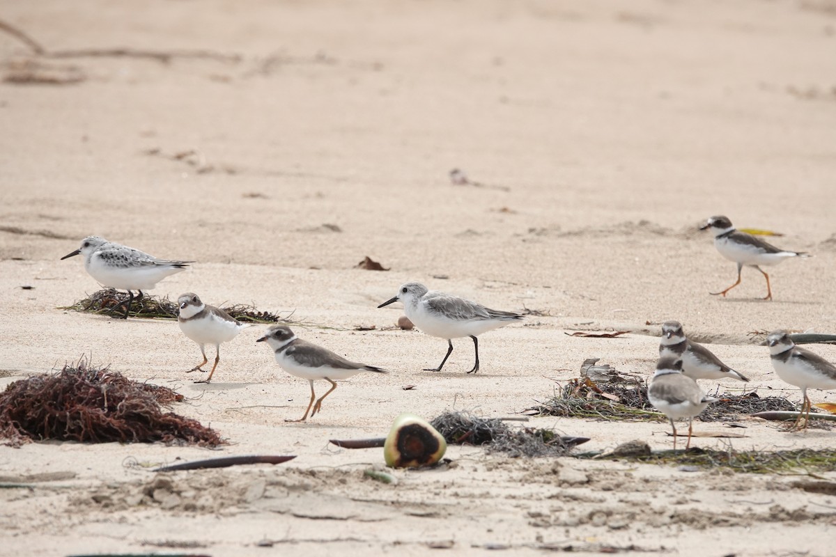 ミユビシギ - ML644628719