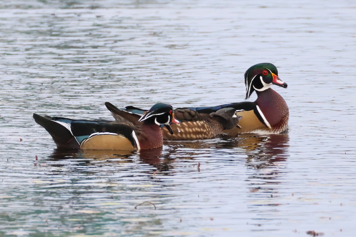 美洲鴛鴦 - ML644628725