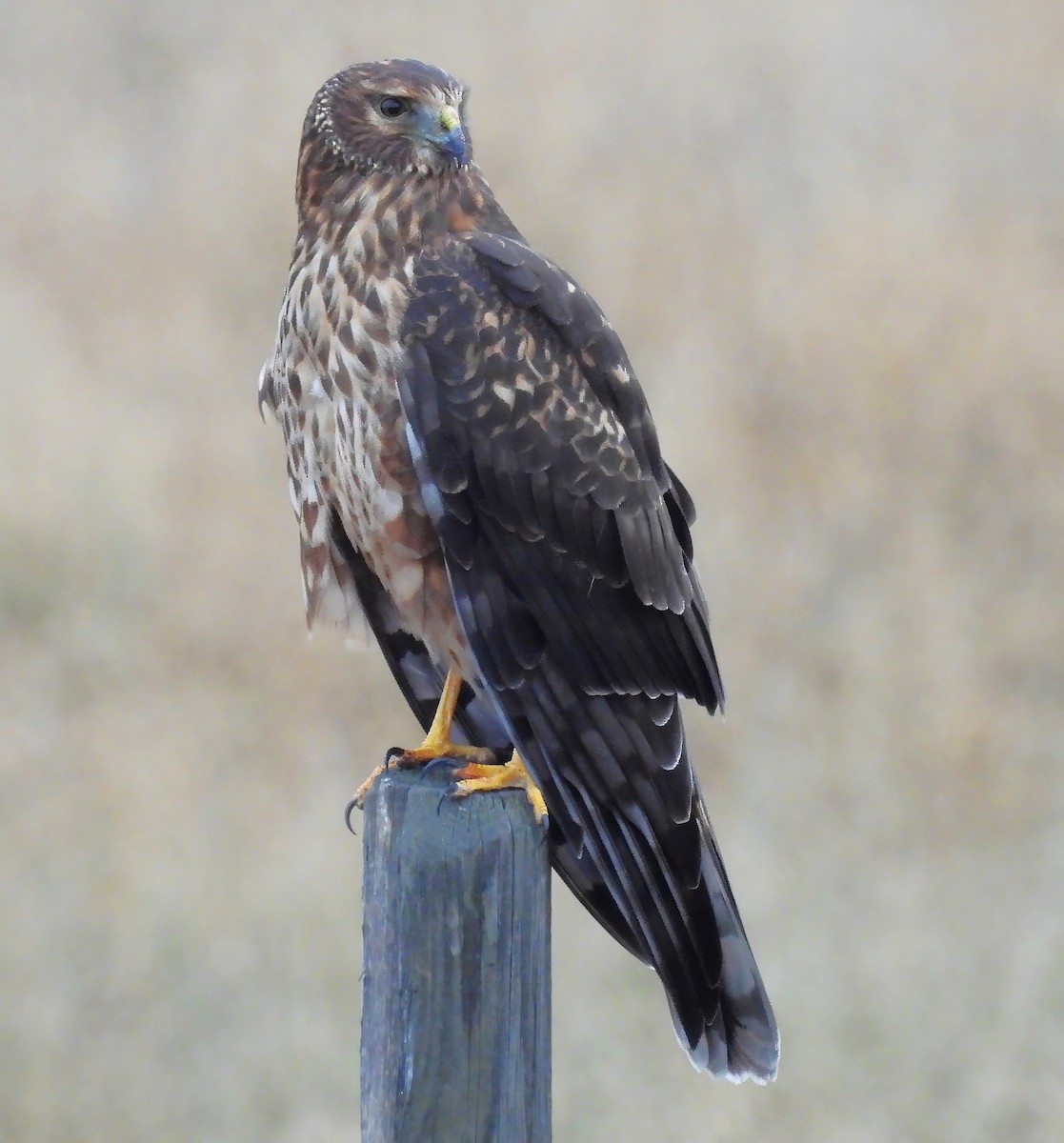 Northern Harrier - ML644628726